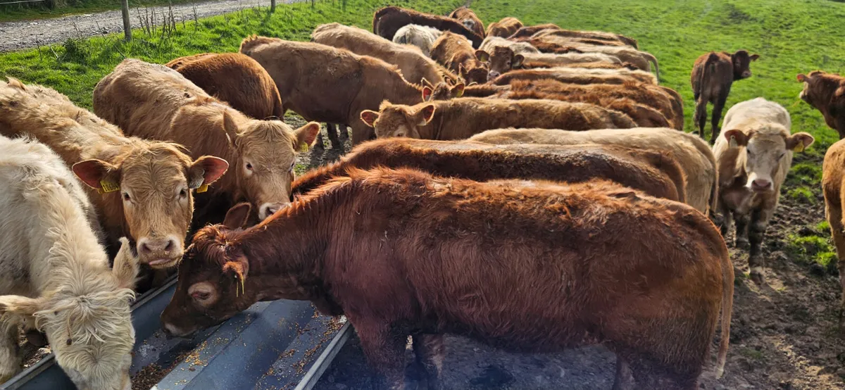 **40 Smashing Heifers * - Image 1