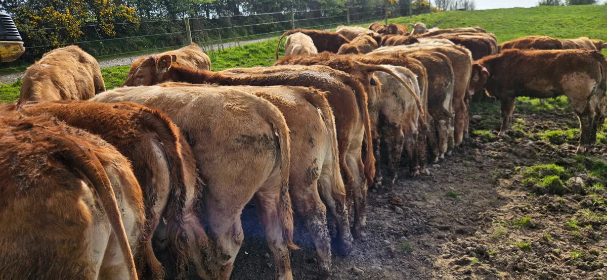 **40 Smashing Heifers * - Image 3