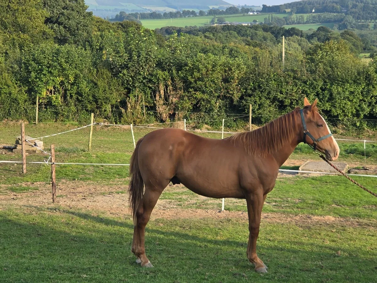 Traditional Irish Sport Horse - Image 1