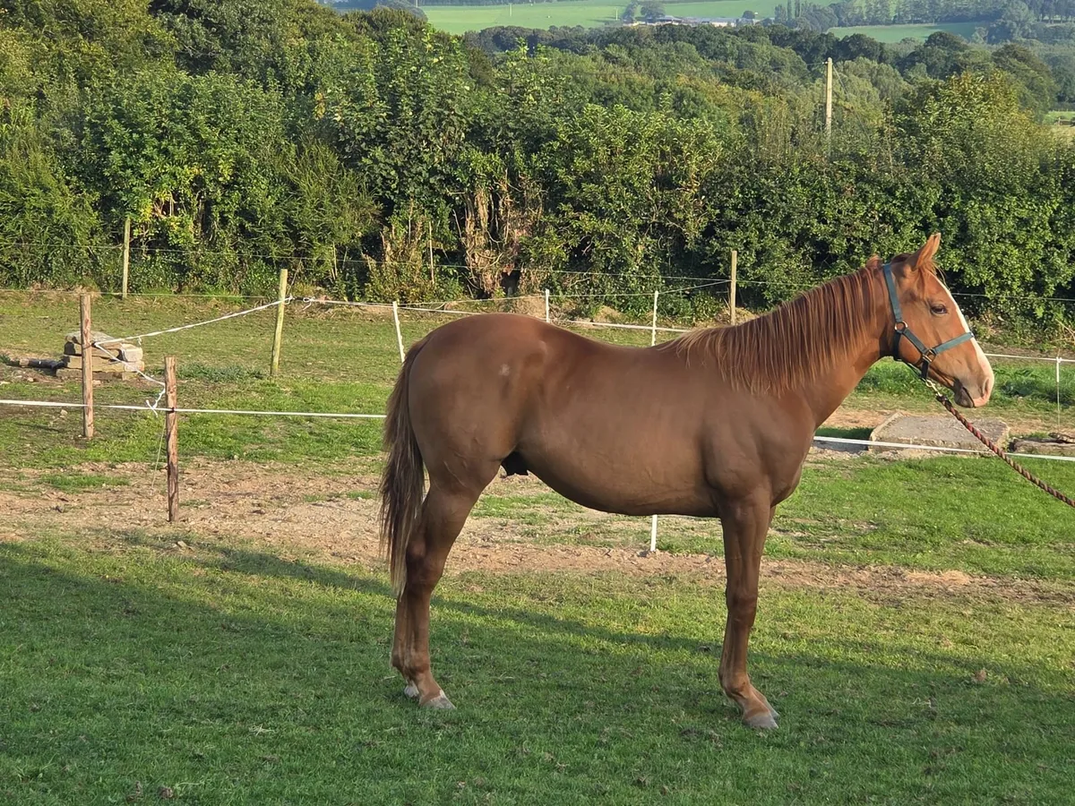 Traditional Irish Sport Horse - Image 2
