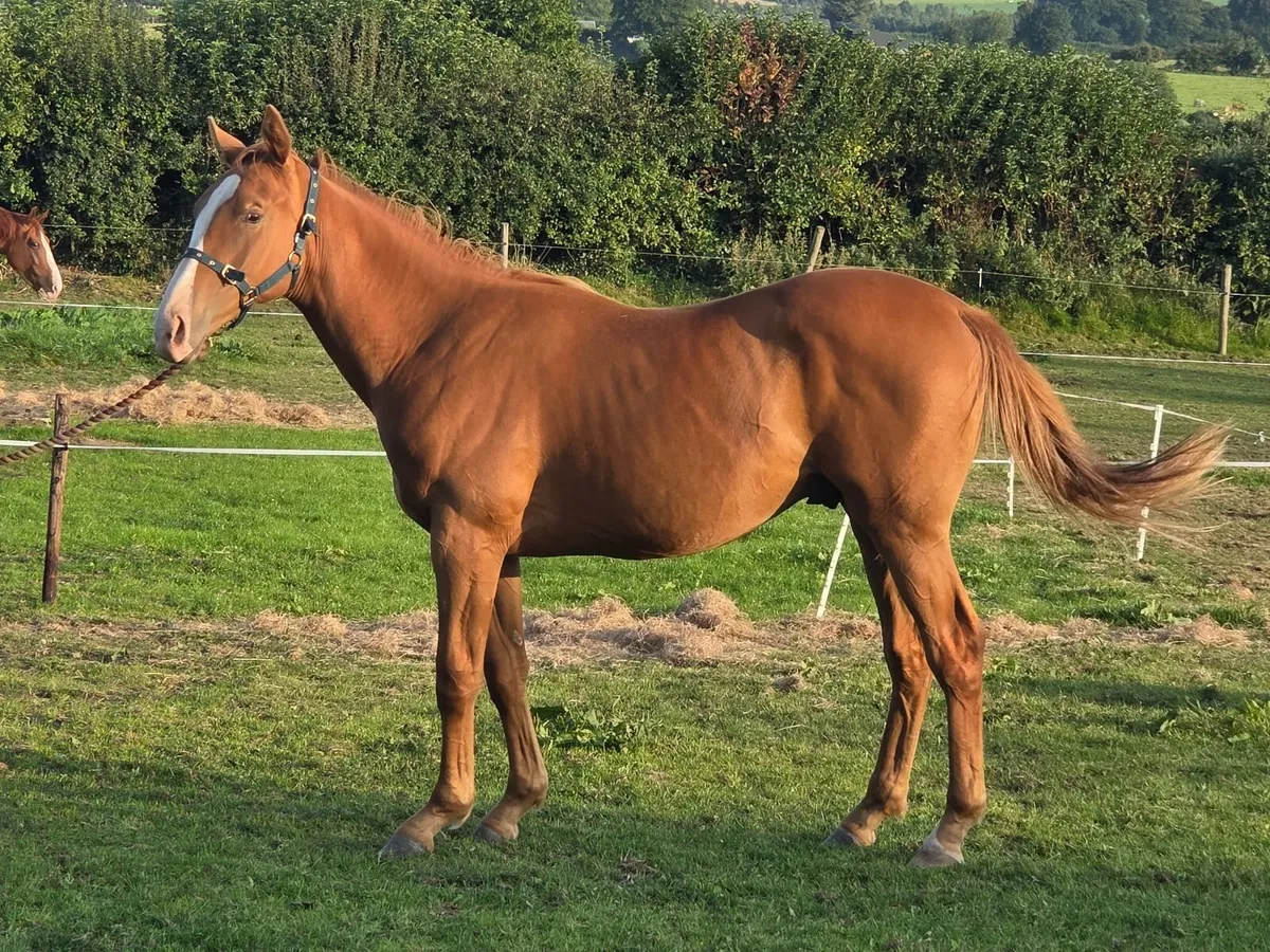 Traditional Irish Sport Horse - Image 3