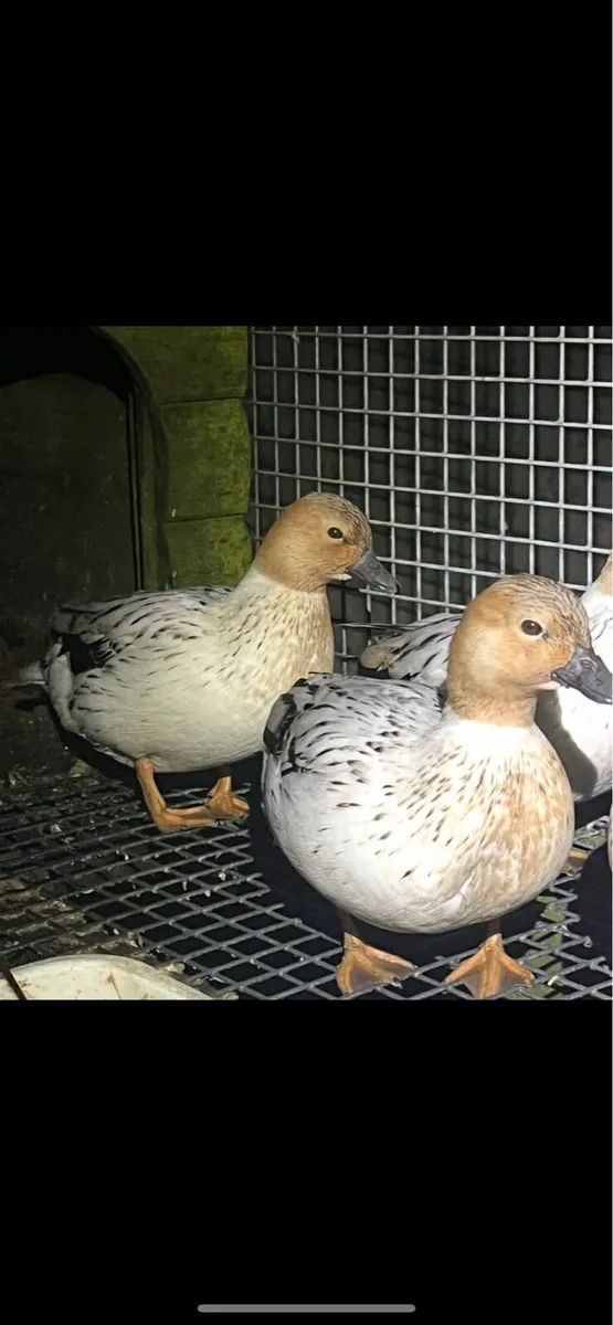 2 fantastic Abacot call ducks £200