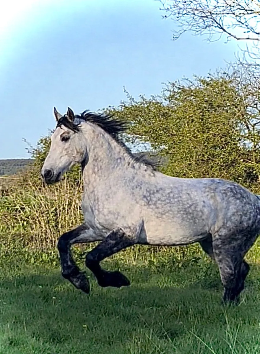 Waterloo dun at stud - Image 1