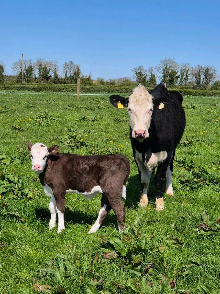 Calved hefier