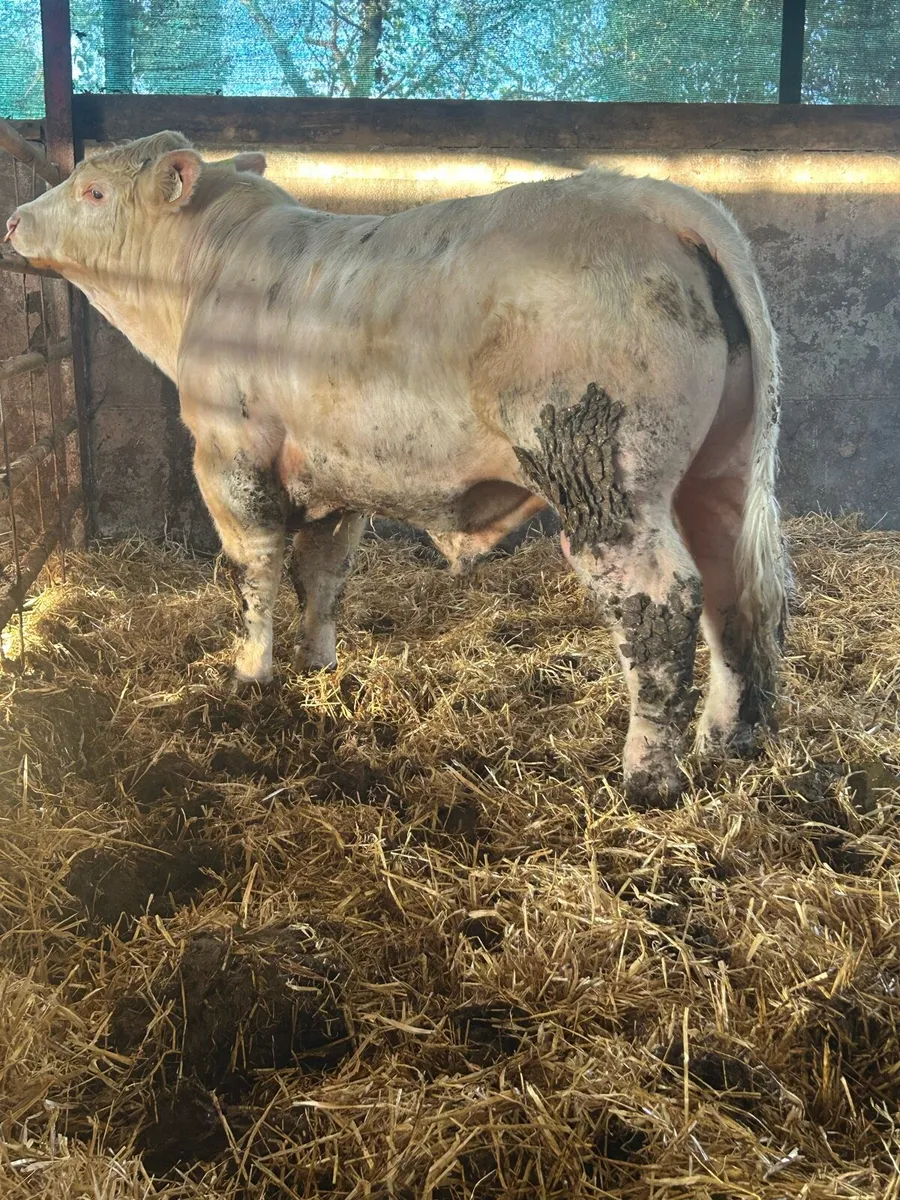 Super 5 ⭐️ Charlolais stock bull - Image 2