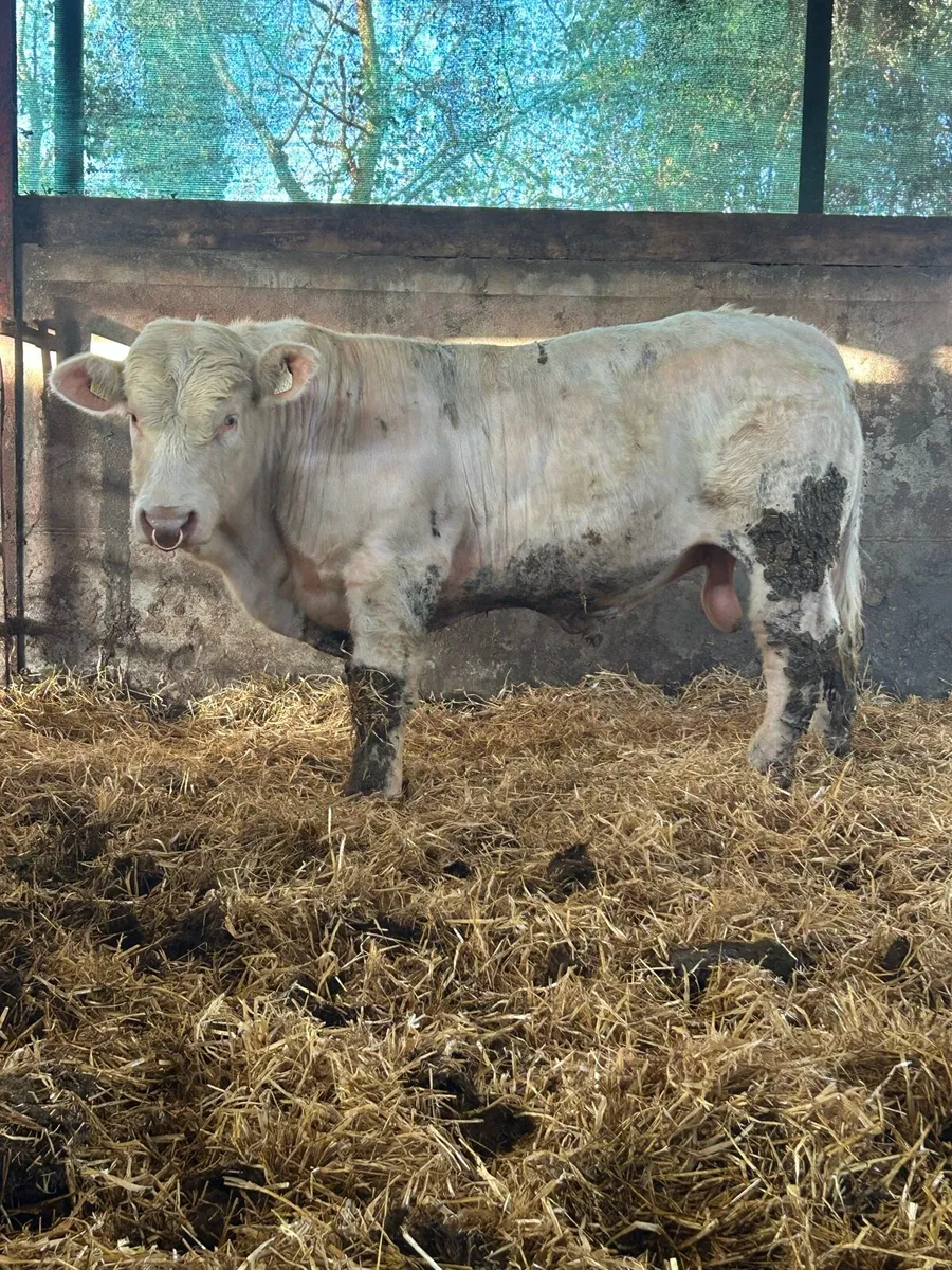 Super 5 ⭐️ Charlolais stock bull - Image 1