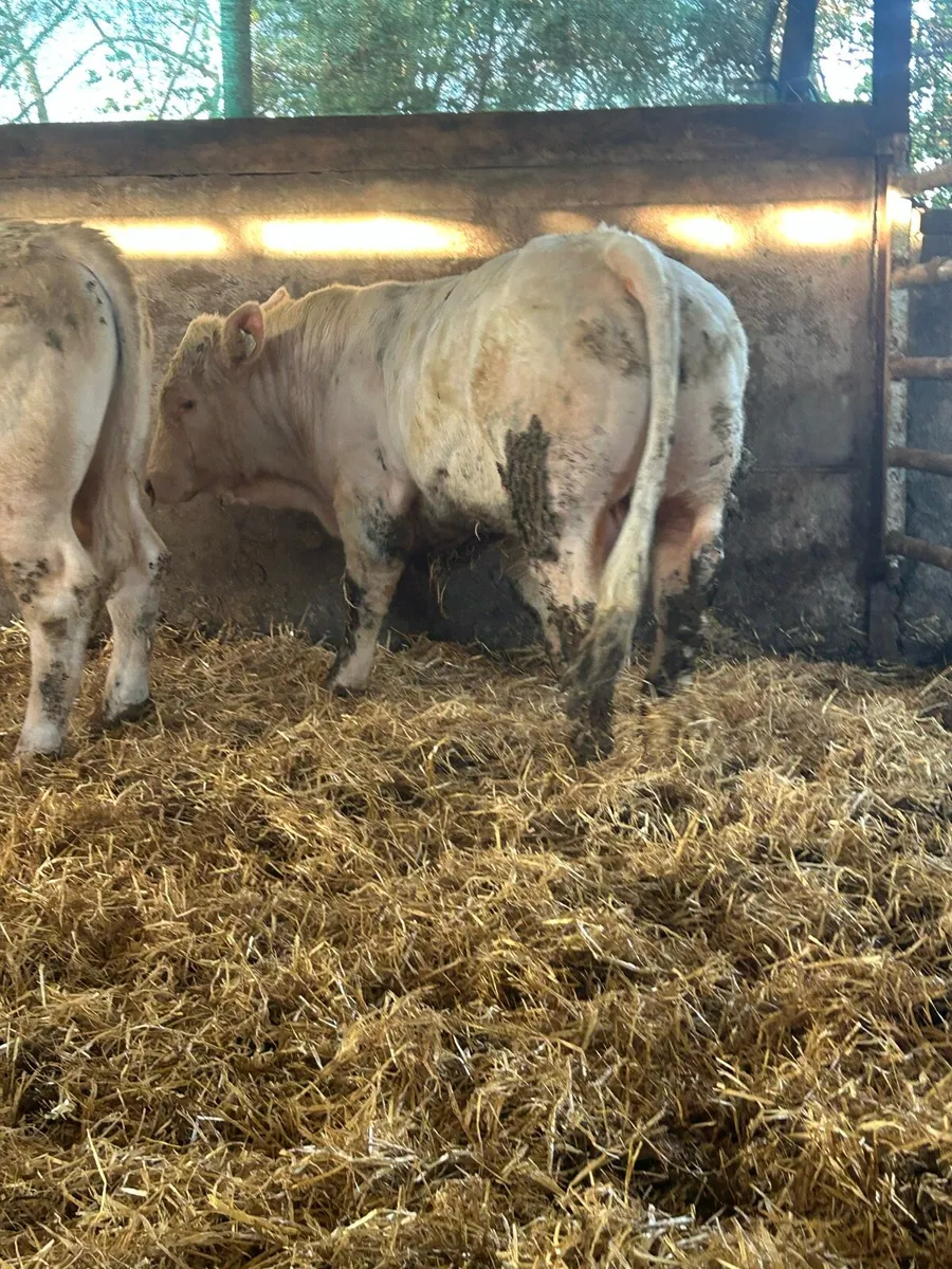 Super 5 ⭐️ Charlolais stock bull - Image 3