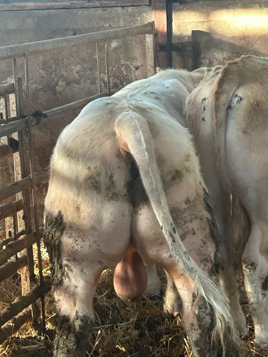 Super 5 ⭐️ Charlolais stock bull - Image 4