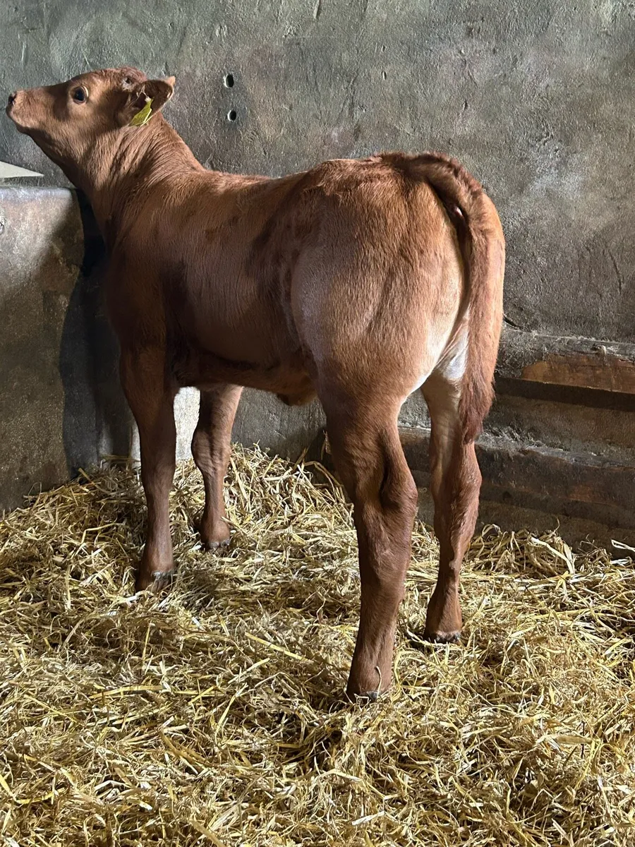 Smashing Red Limousine Heifer Runner - Image 3