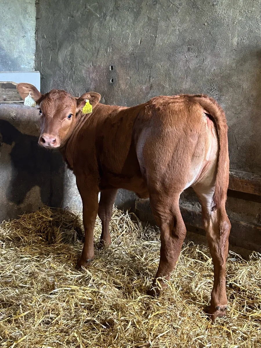 Smashing Red Limousine Heifer Runner - Image 1