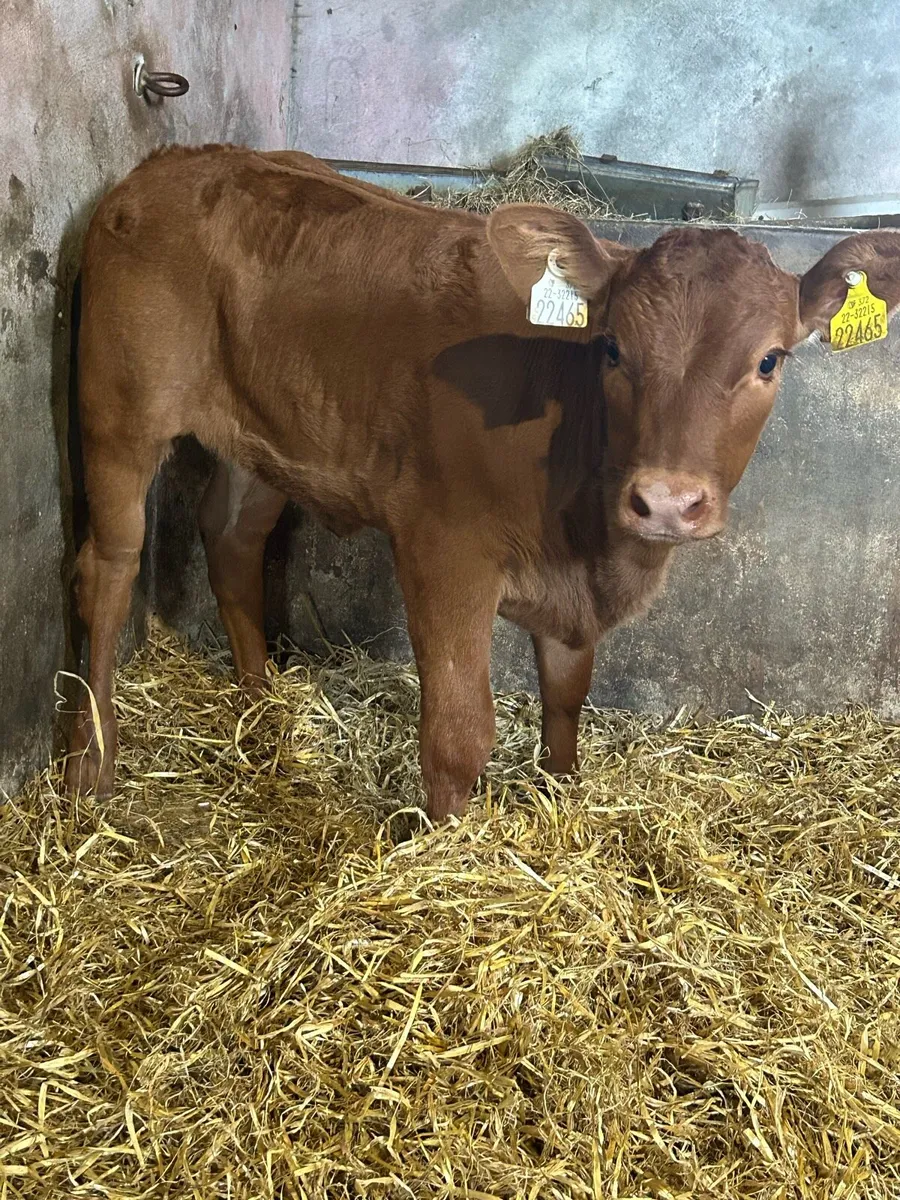 Smashing Red Limousine Heifer Runner - Image 2