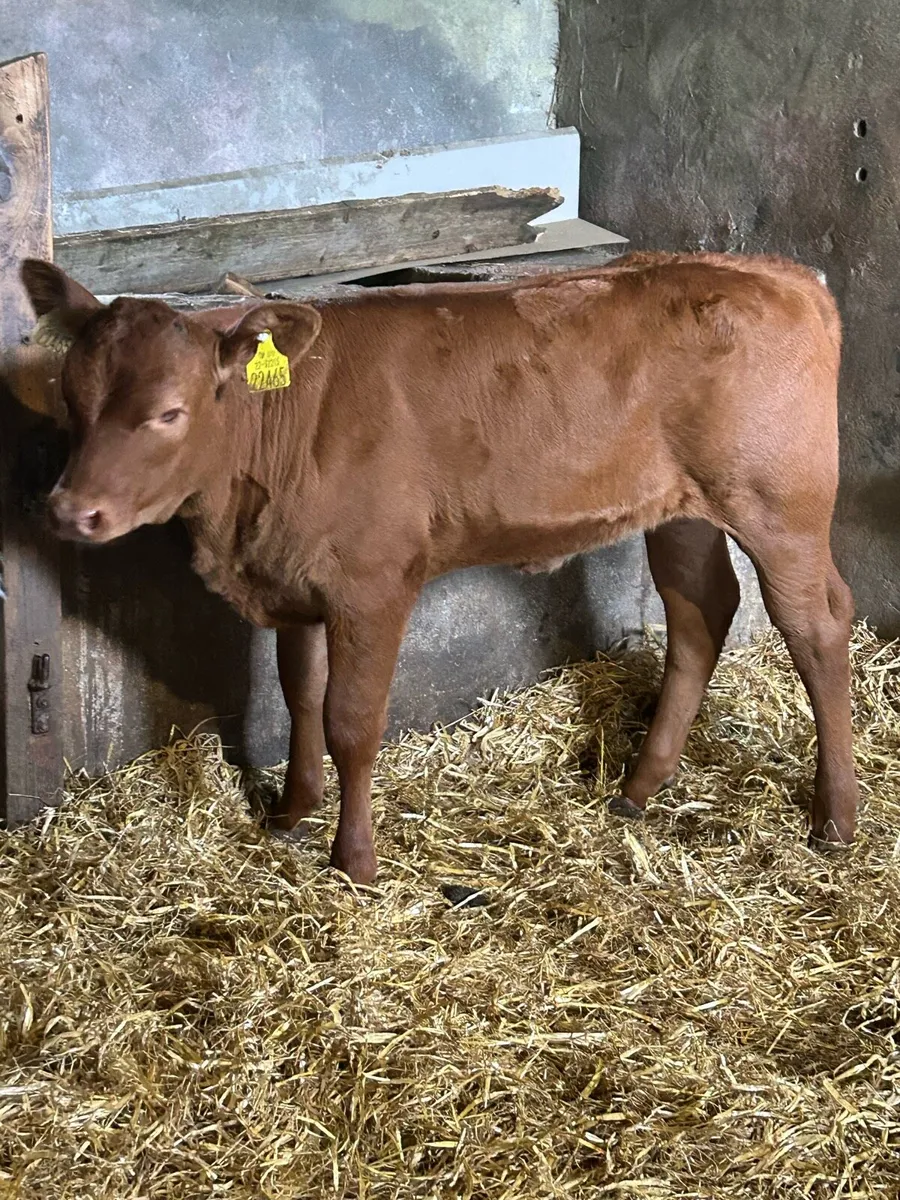 Smashing Red Limousine Heifer Runner - Image 4