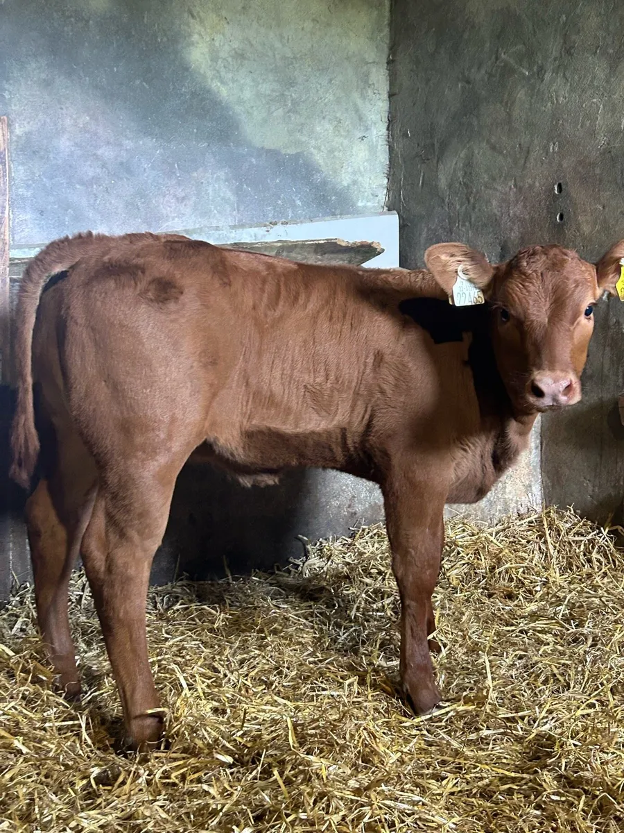 Smashing 5⭐️ Red Limousine Heifer Runner - Image 2