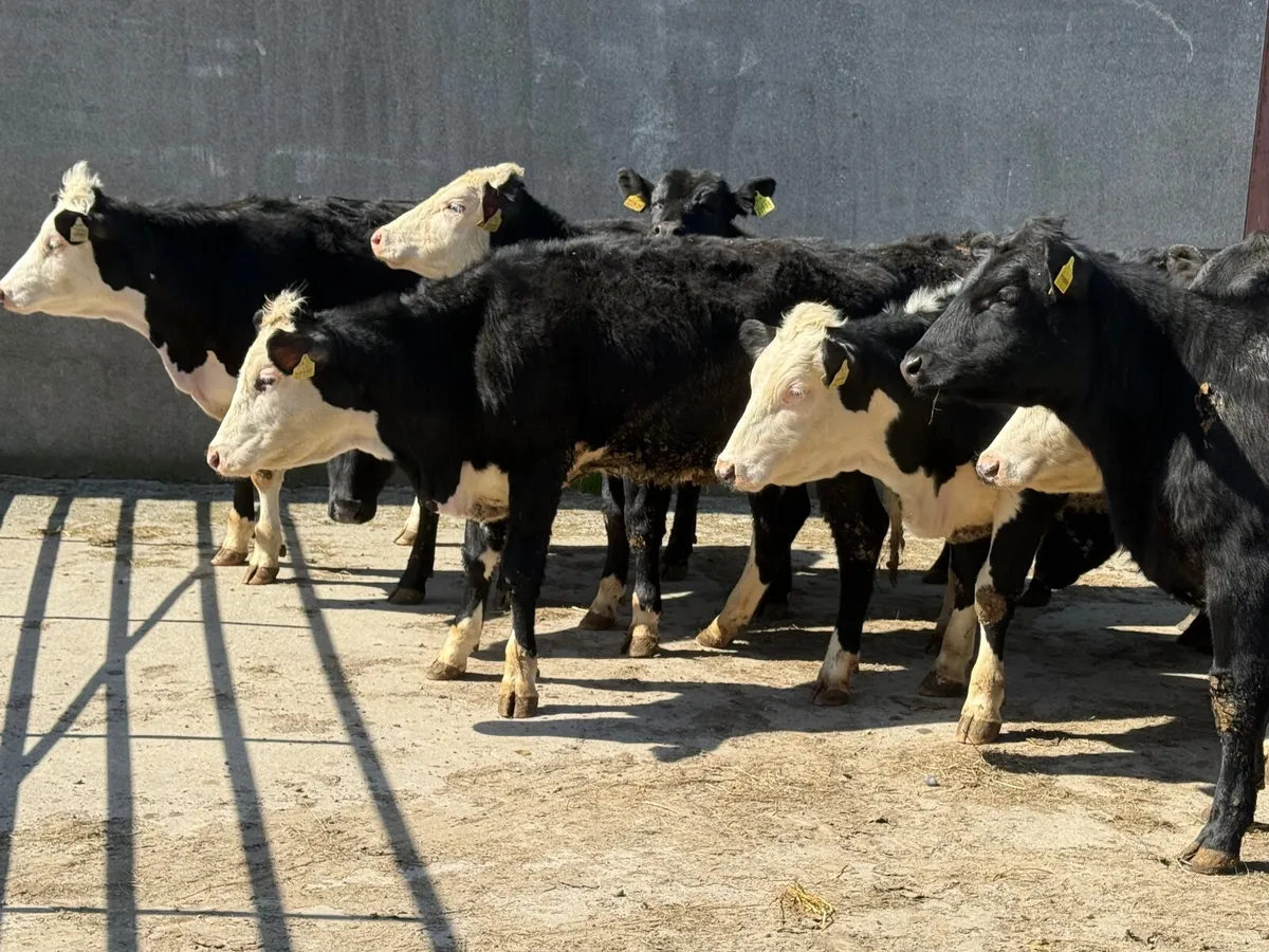 14 Angus & Hereford Heifers 300kgs - Image 3