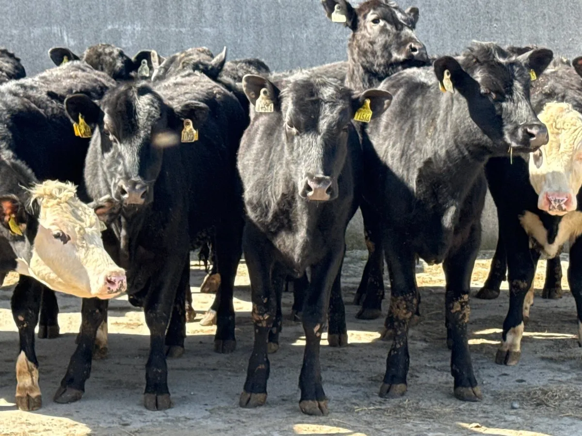 14 Angus & Hereford Heifers 300kgs - Image 4
