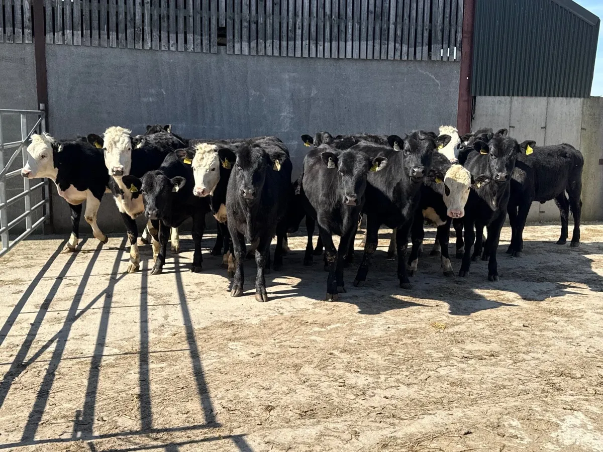 14 Angus & Hereford Heifers 300kgs - Image 1