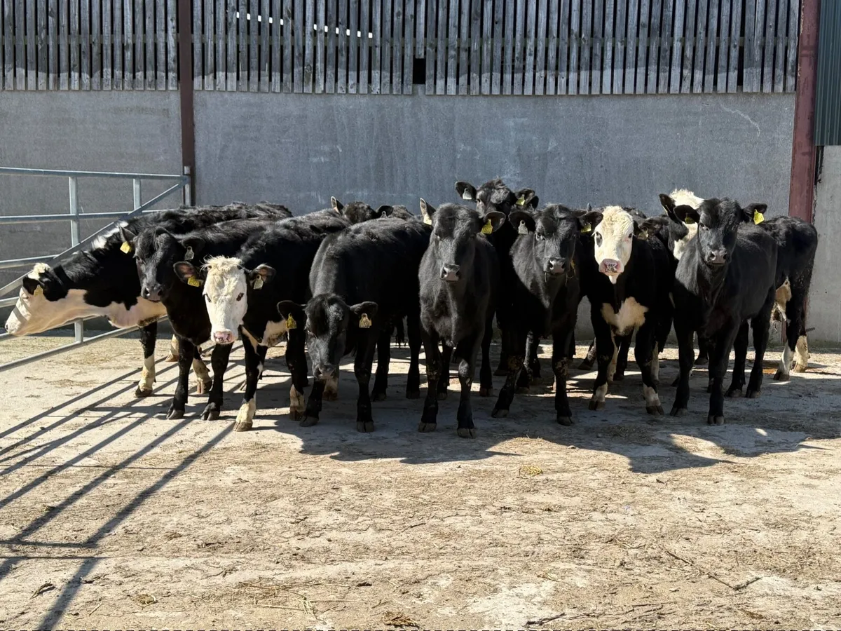 14 Angus & Hereford Heifers 300kgs - Image 2