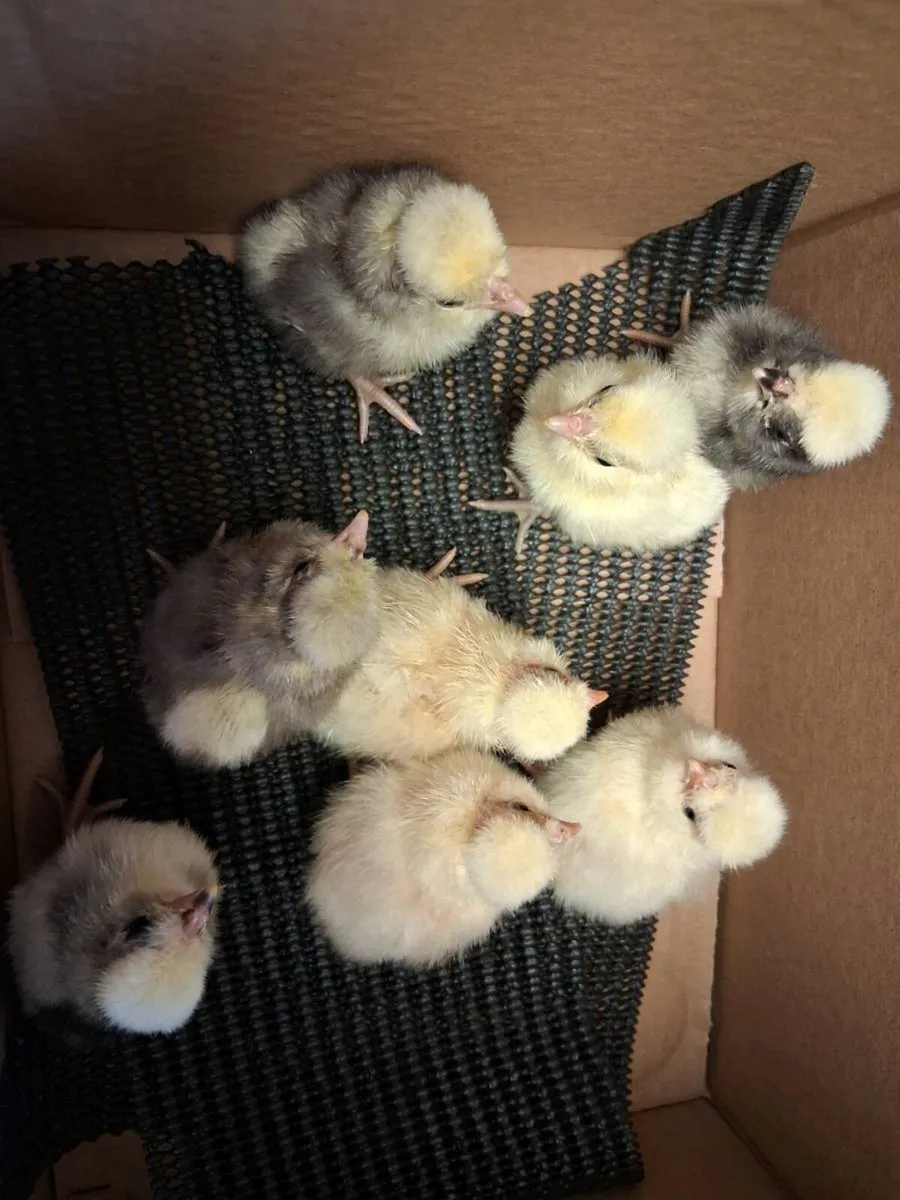 Polish + usa silkie poultry and eggs - Image 1