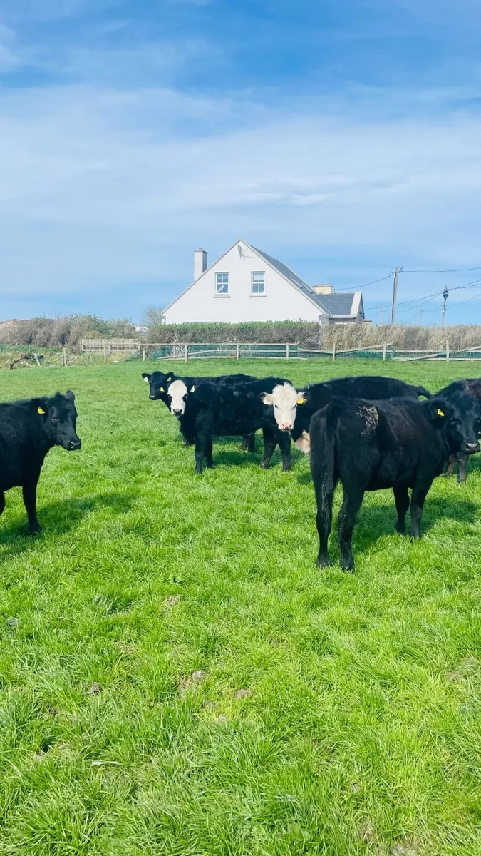 Aberdeen Angus Heifer Calves for Sale - Image 2