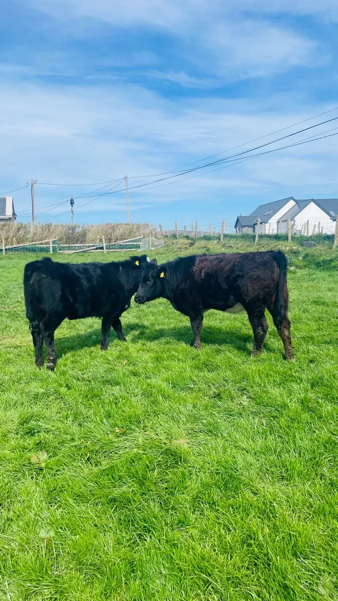 Aberdeen Angus Heifer Calves for Sale - Image 3