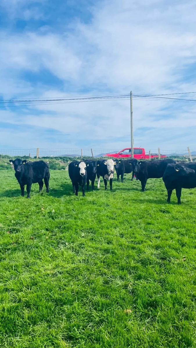Aberdeen Angus Heifer Calves for Sale - Image 1