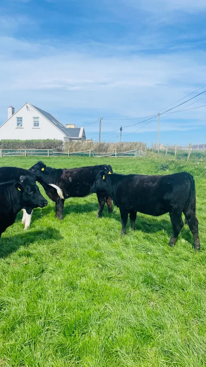 Aberdeen Angus Heifer Calves for Sale - Image 4