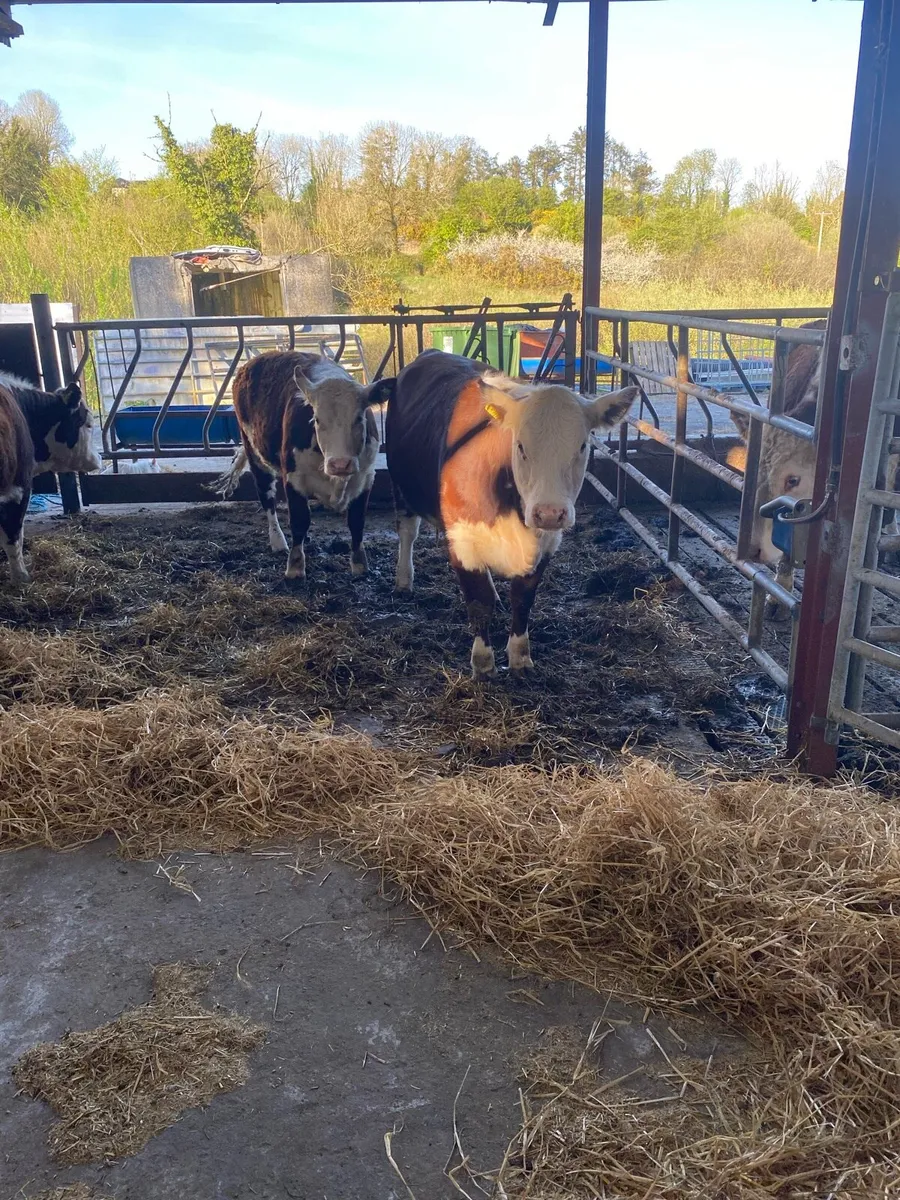 Pedigree whitehead heifers - Image 1