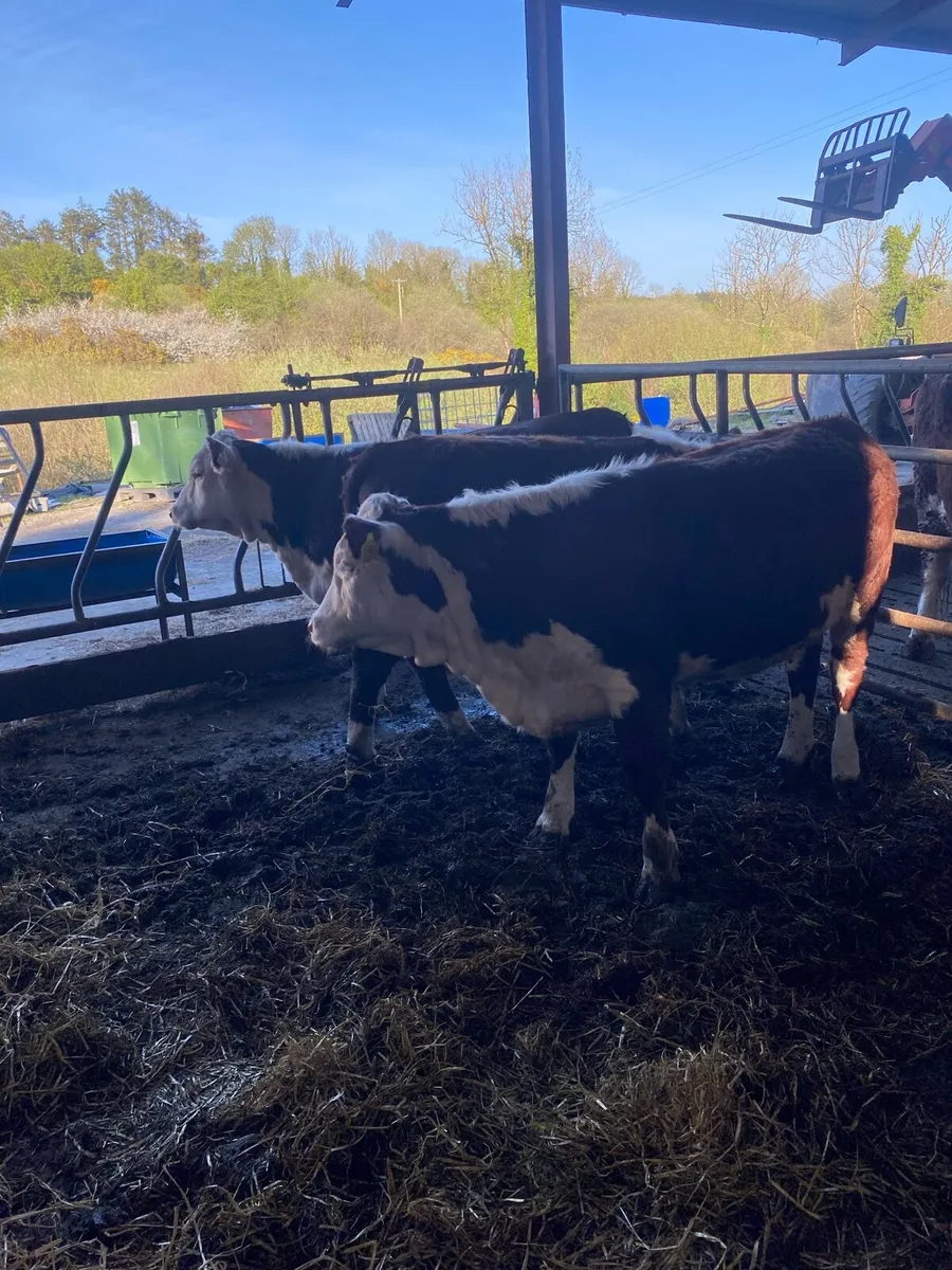 Pedigree whitehead heifers - Image 2