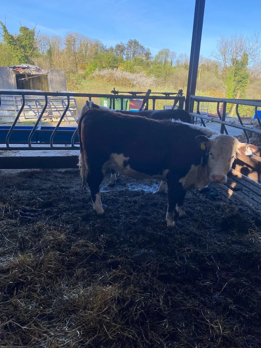 Pedigree whitehead heifers - Image 3