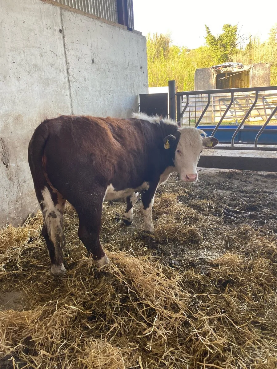 Pedigree whitehead heifers - Image 4
