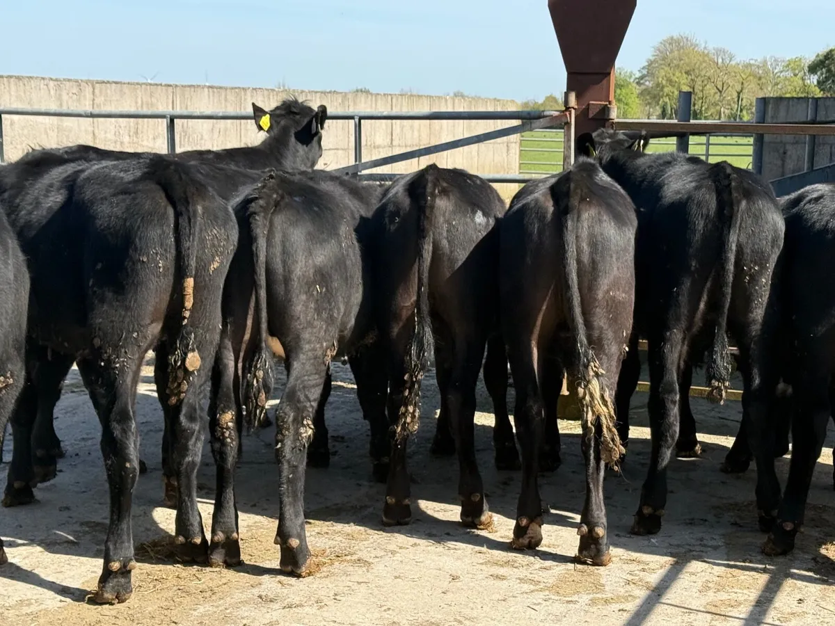 10 Angus Bullocks 330kgs - Image 3