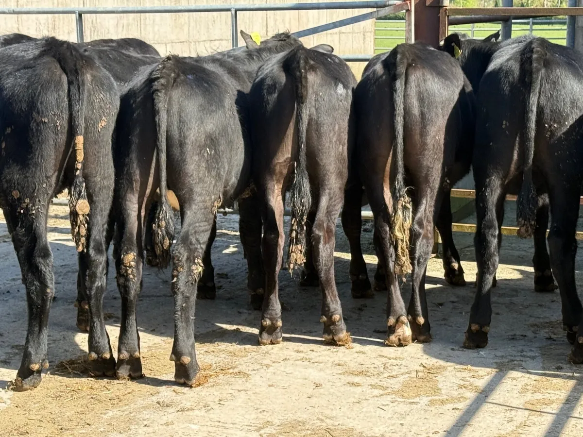 10 Angus Bullocks 330kgs - Image 4