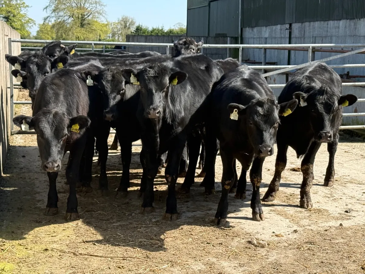 10 Angus Bullocks 330kgs - Image 2