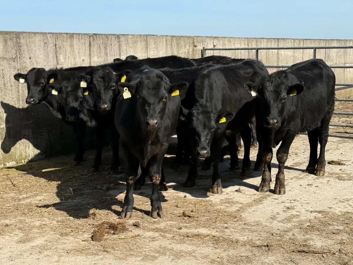10 Angus Bullocks 330kgs - Image 1