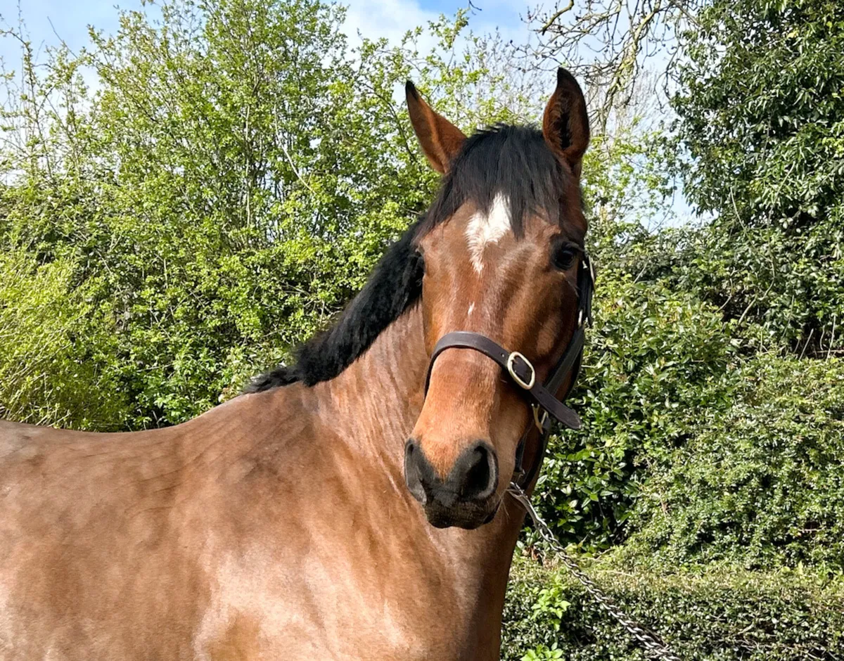 Smart TIH 5 Year Old Bay Gelding - Image 1