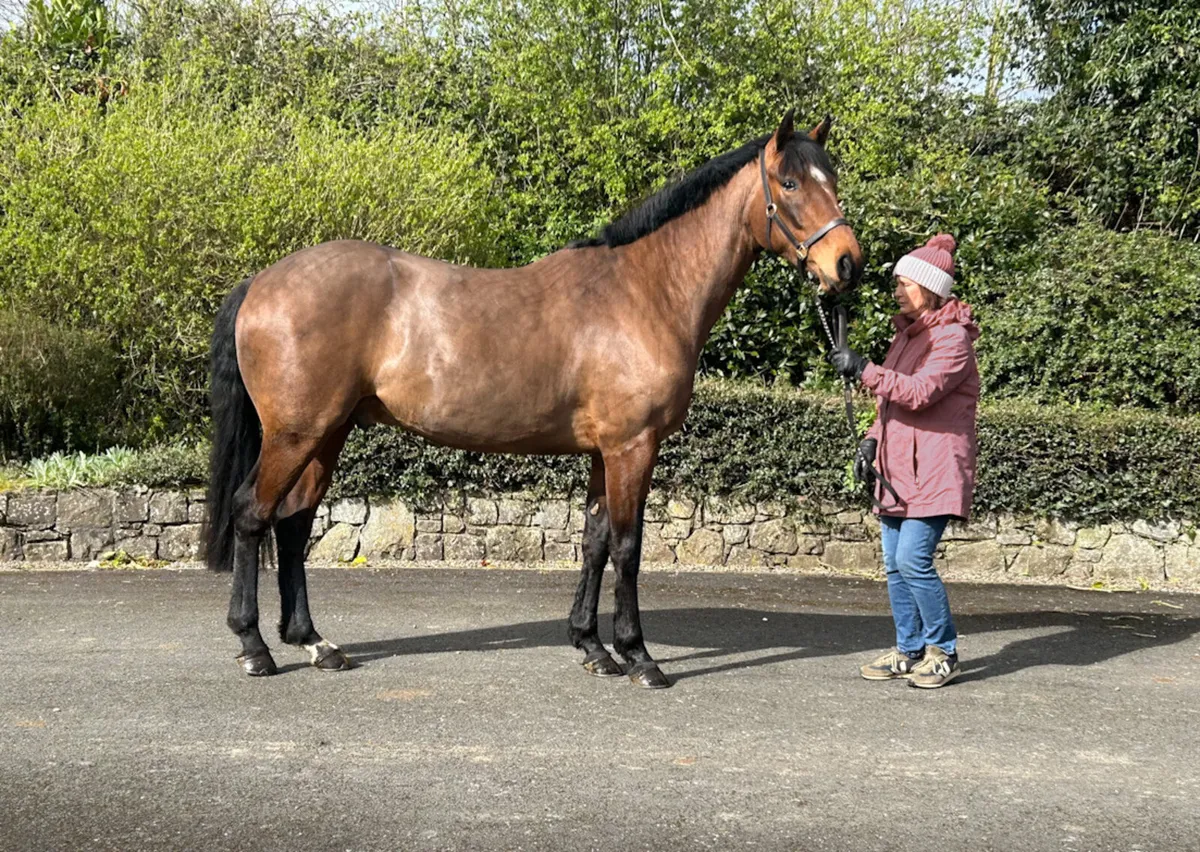 Smart TIH 5 Year Old Bay Gelding - Image 2