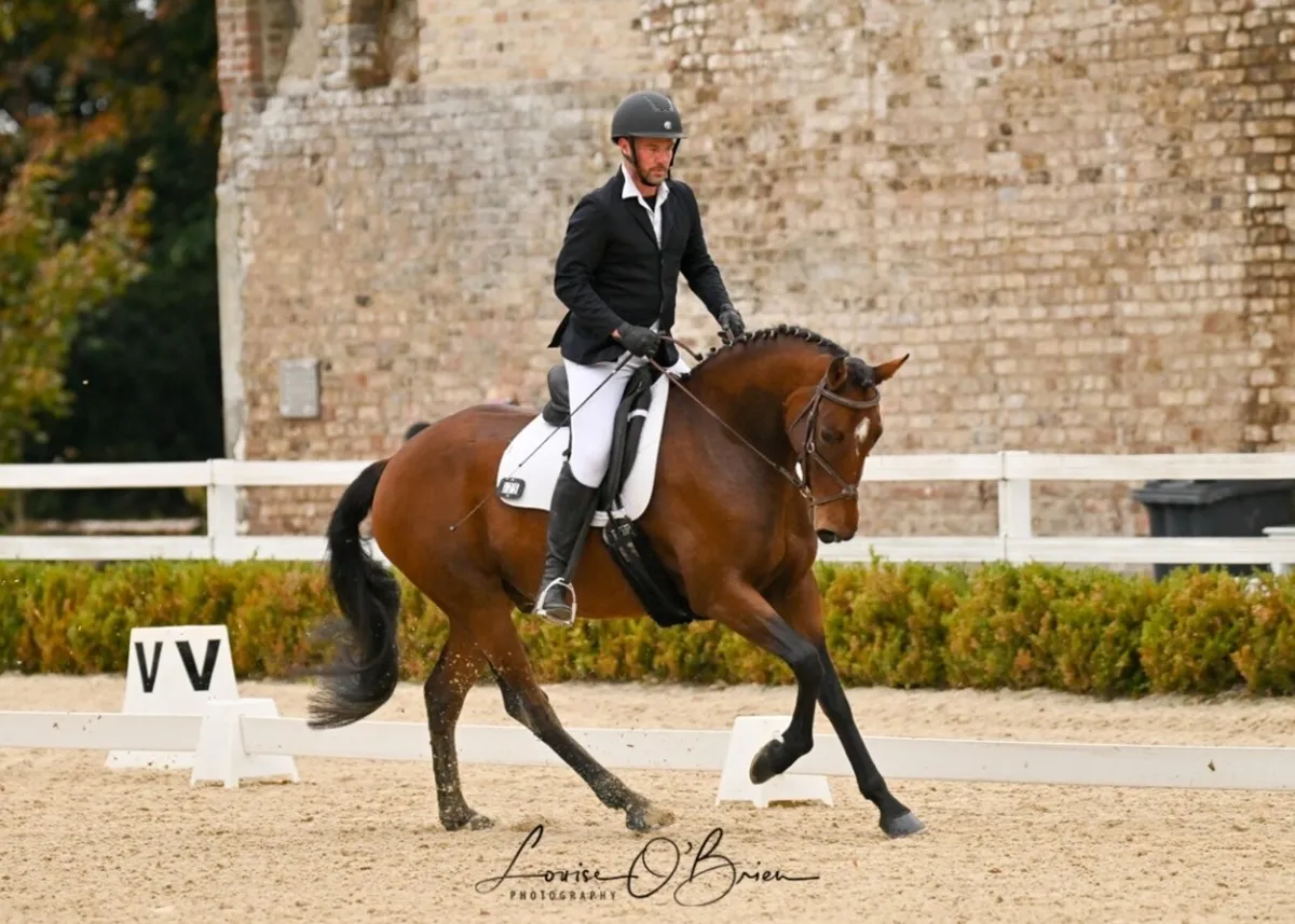 Smart TIH 5 Year Old Bay Gelding - Image 3