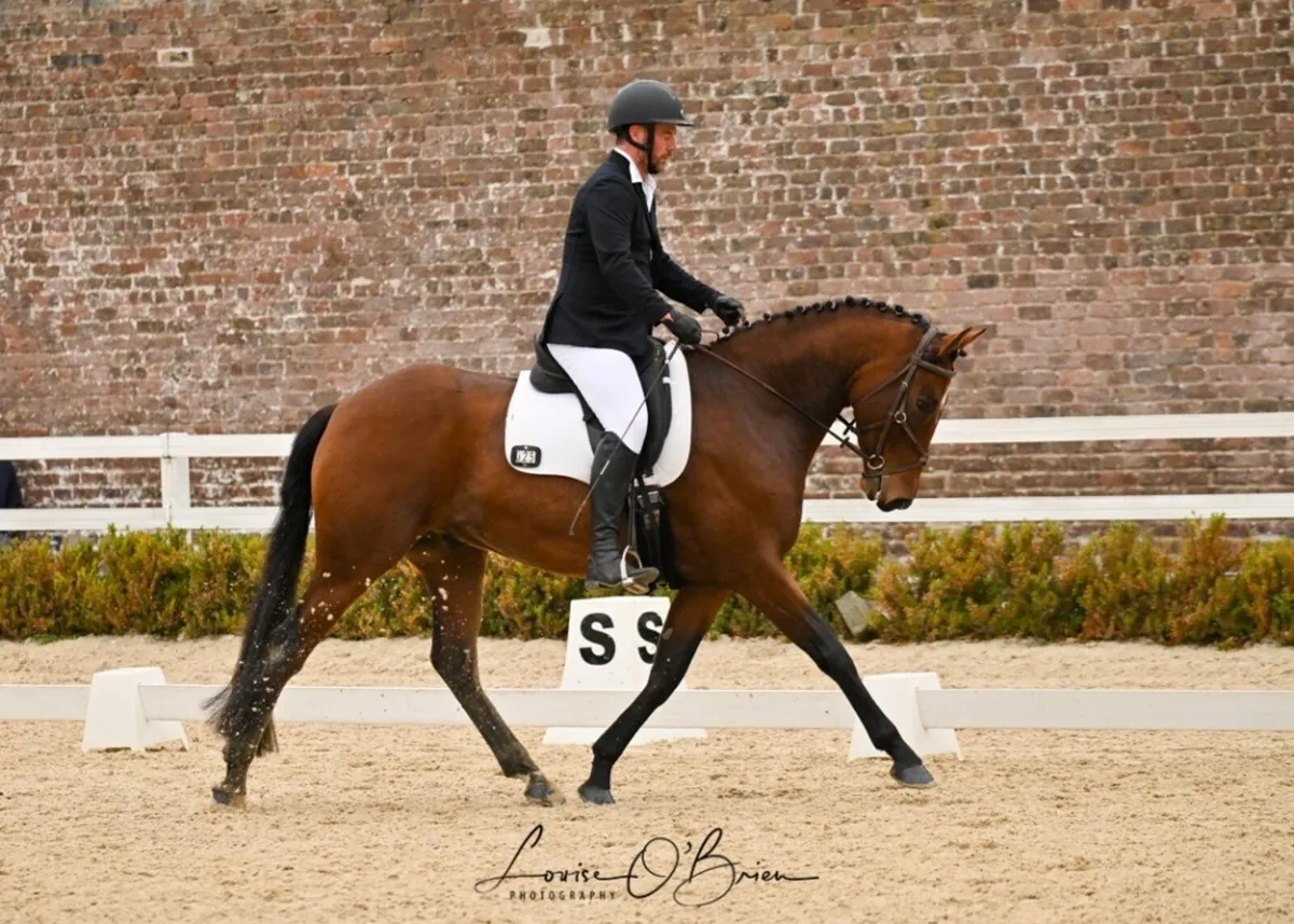 Smart TIH 5 Year Old Bay Gelding - Image 4