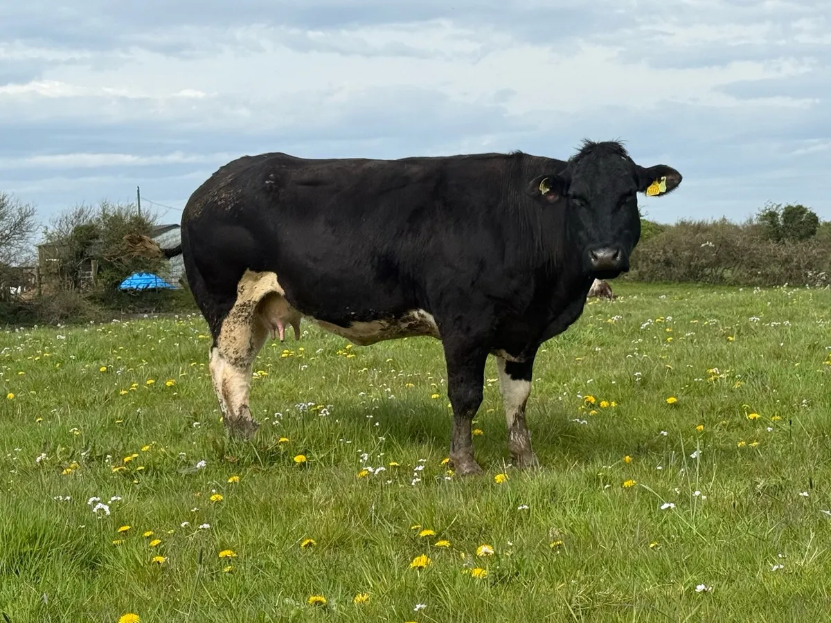 Bbx cow and bbx show heifer calf - Image 1