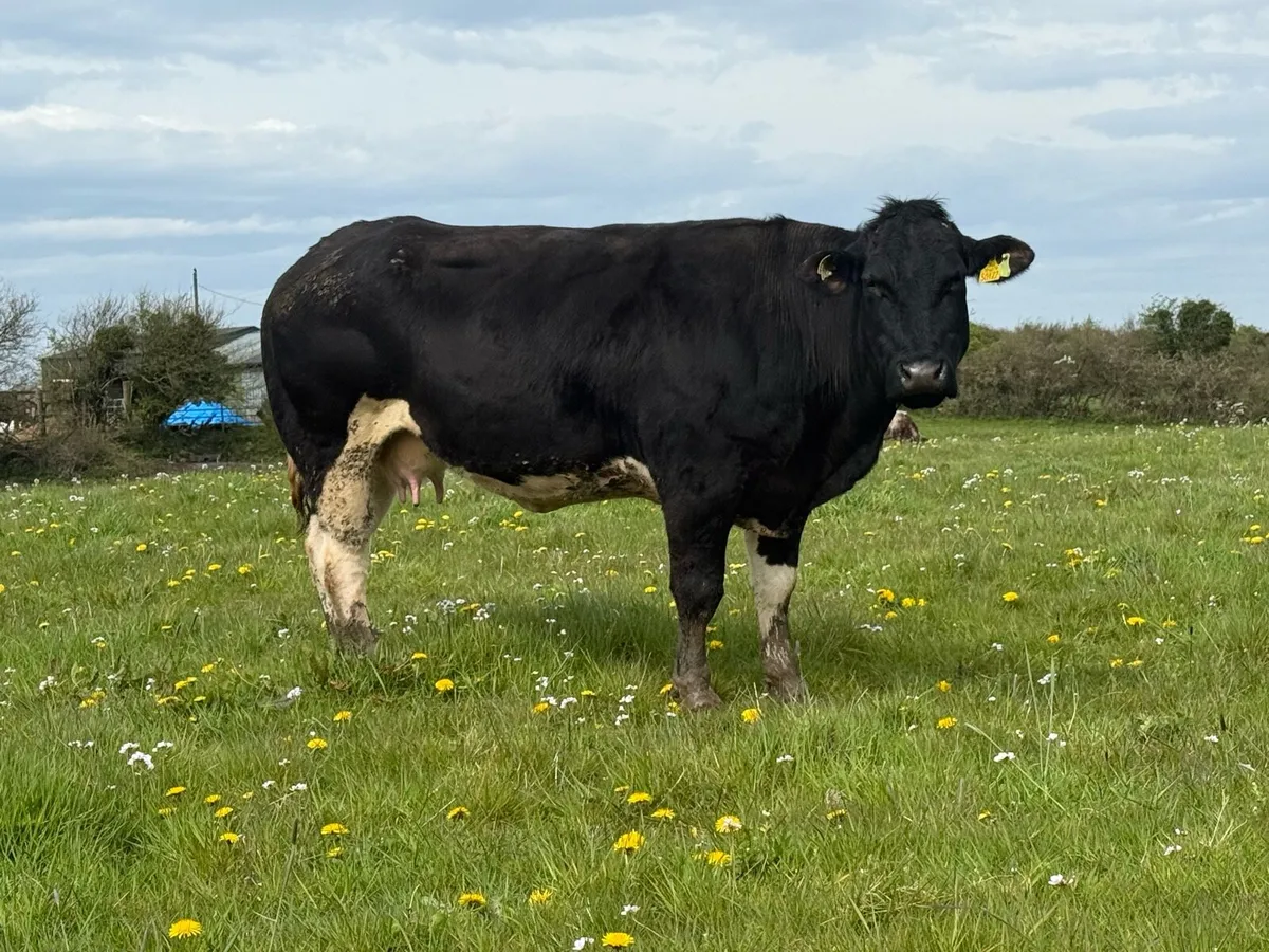 Bbx cow and bbx show heifer calf - Image 2