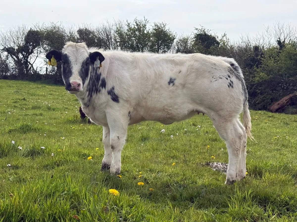 Bbx cow and bbx show heifer calf - Image 3