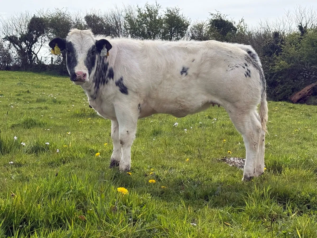 Bbx cow and bbx show heifer calf - Image 4