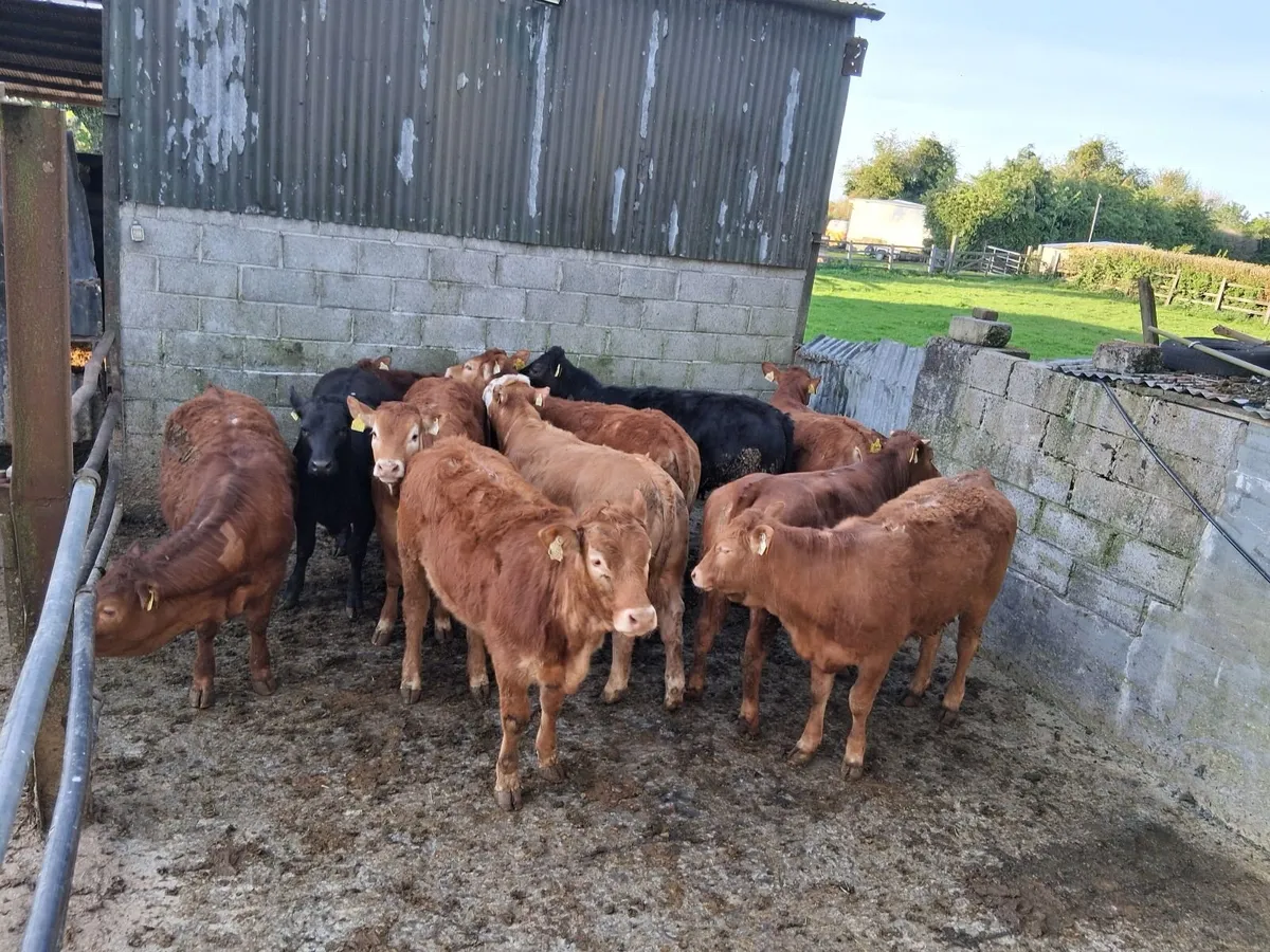 Limousine heifers - Image 1