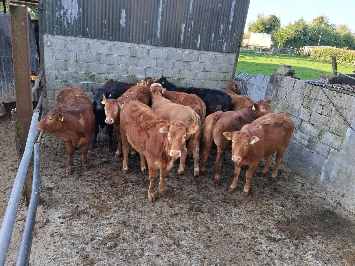 Limousine heifers - Image 2