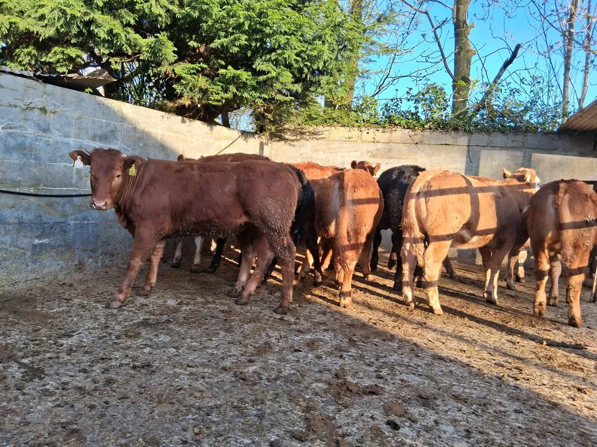 Limousine heifers - Image 3