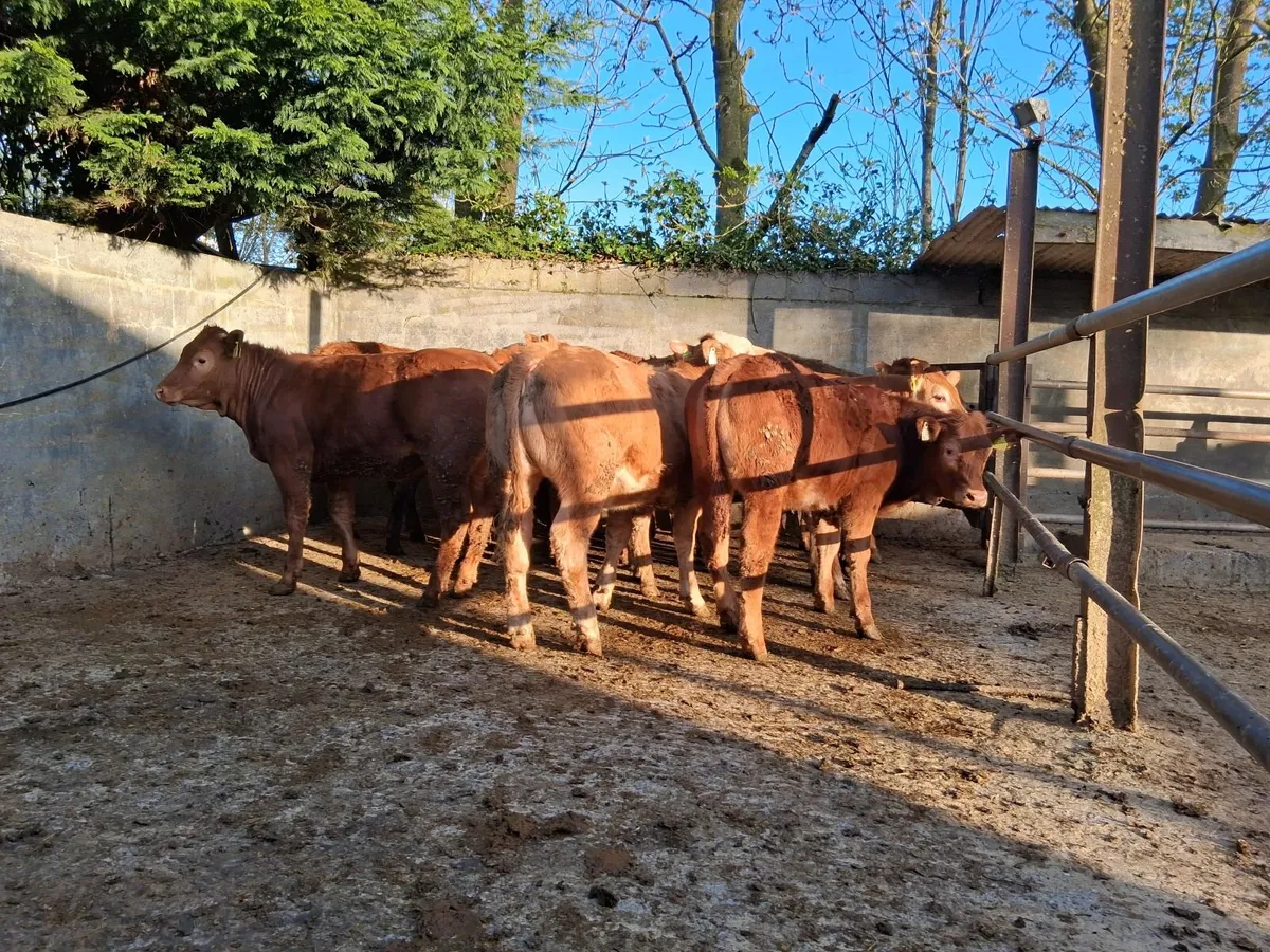 Limousine heifers - Image 4