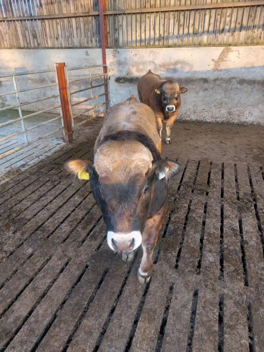 Aubrac Bull - Image 4