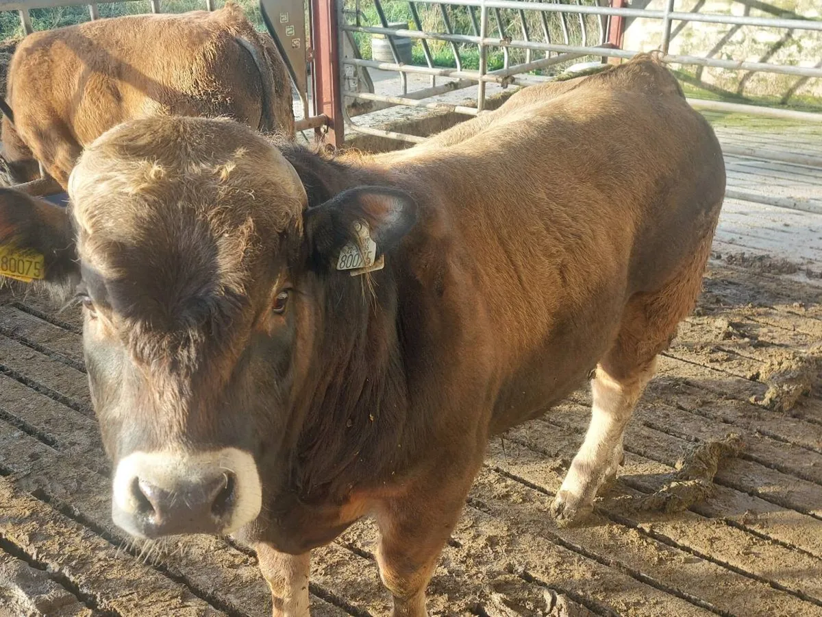 Aubrac Bull - Image 2