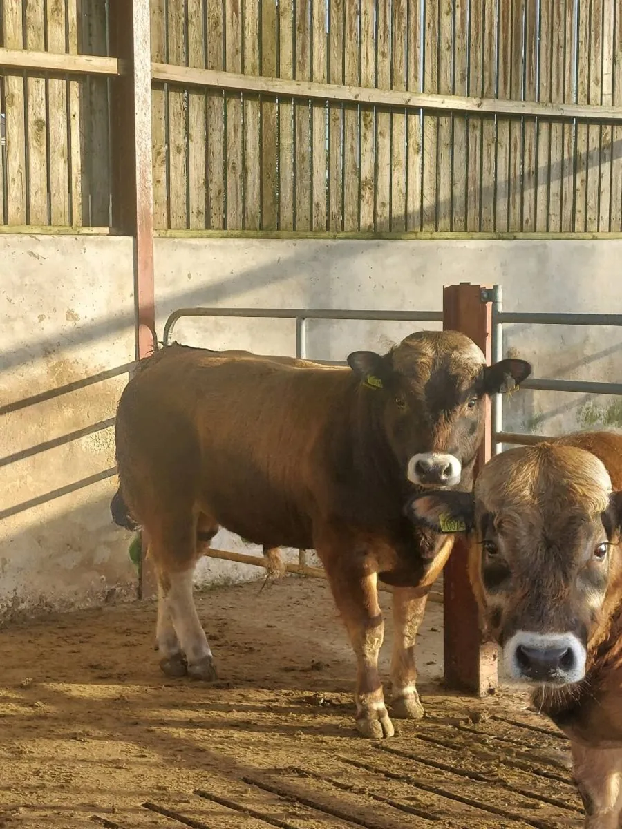Aubrac Bull - Image 1