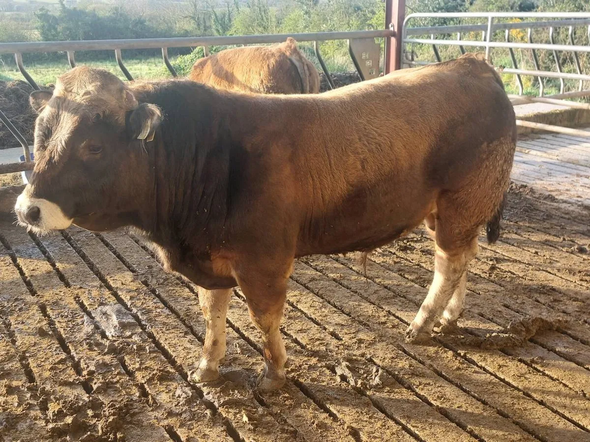 Aubrac Bull - Image 3